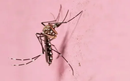 Yellow Fever Mosquito Spreads Across Dry Las Vegas Areas