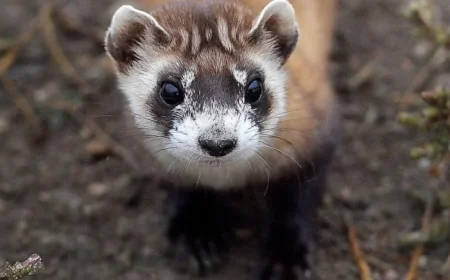 Wildlife Expert Warns: Endangered Ferrets Face Greater Risk Amid Government Shutdown