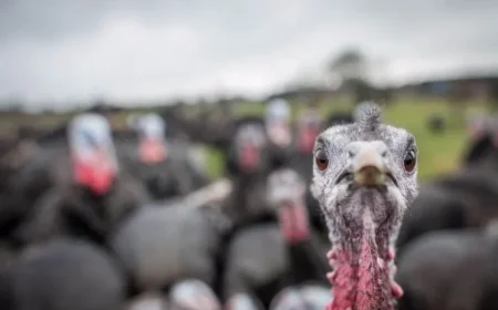 Old Farmers Almanac Issues Thanksgiving Weather Warning for Pacific Northwest