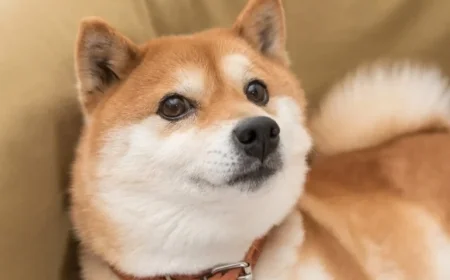 Consider Buying Shiba Inu Over Bitcoin: A Thoughtful Investment Choice?