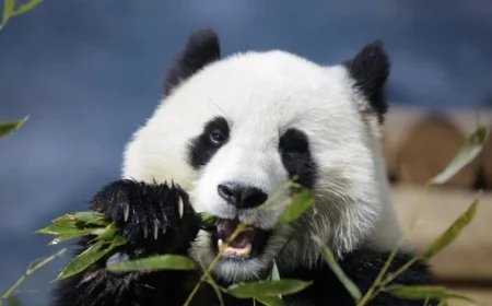 Smithsonian Museums and National Zoo Announce Upcoming Closure