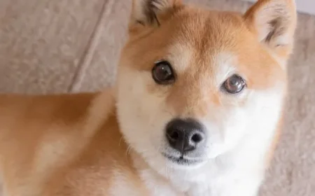 3 Cryptocurrencies Set to Surpass Dogecoin’s Value by 2028