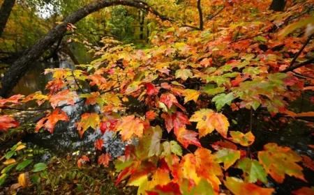 Cape Cod: What’s Open and Closed on Columbus and Indigenous Peoples’ Day?