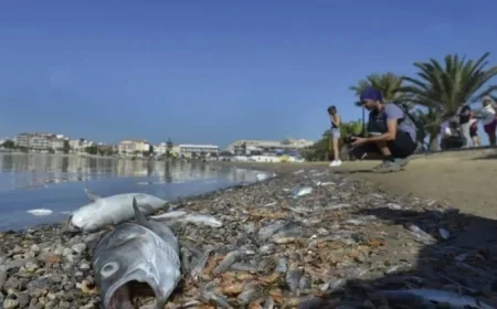 Scientists Warn: Mar Menor Metal Pollution Exceeds Global Toxicity Limits