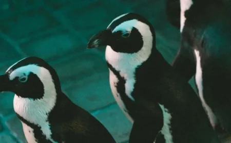 Miami Bids Farewell to Its Iconic Seaquarium