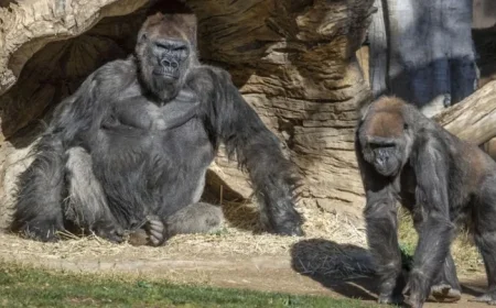 Charging Gorilla Shatters Enclosure Glass at San Diego Zoo