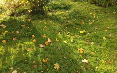 Moderate Rain Forecasted for Latvia with Less Wind