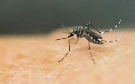 First Local Chikungunya Case Confirmed in New York, Health Officials Report