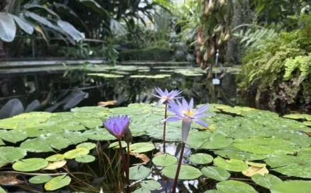 Prague’s Oldest Botanical Garden: Discover a 250-Year-Old Classroom Gem