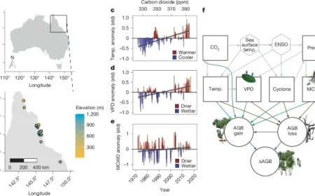 Australian Tropical Forests Now Emit More Carbon Than They Absorb