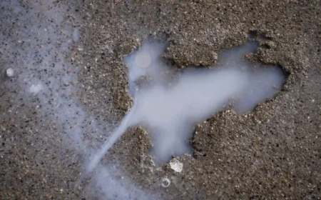 “Chicago Hole Mystery: Not Crafted by a Rat”