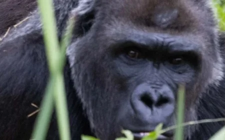 Trespasser Films Gorillas Knocking on Windows at Closed Bristol Zoo