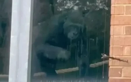 Lonely Gorillas Discovered at Abandoned UK Zoo Three Years Post-Closure