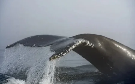 Humpback Whale Struck by Ferry Near Vancouver