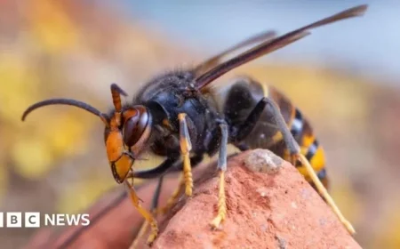 First Asian Hornet Nest Found in Northern Ireland: Should You Be Concerned?