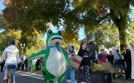 Frog Migration Showcased in Stunning March Across Wetlands
