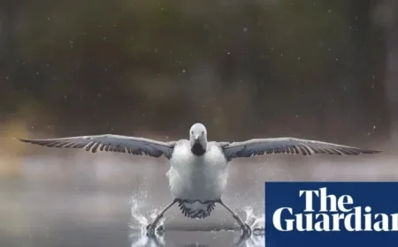 Explore the Hilarious 2025 Comedy Wildlife Awards Winners