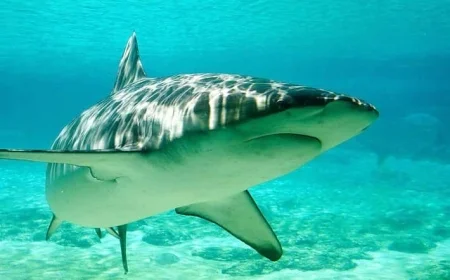 Dusky sharks: rare fatal feeding frenzy reported this week, as science rewrites behavior—and conservation stakes remain high