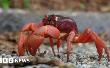 Millions of Red Crabs Begin Annual Migration on Christmas Island