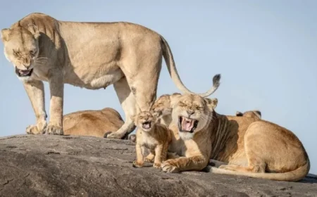 Wildlife Comedy Photos of the Year Promise Uncontrollable Laughter