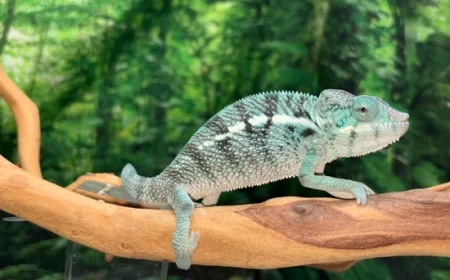 Madagascar’s Struggle to Save Its Lemurs and Chameleons: How Poverty and Climate Change Are Pushing Wildlife to the Edge