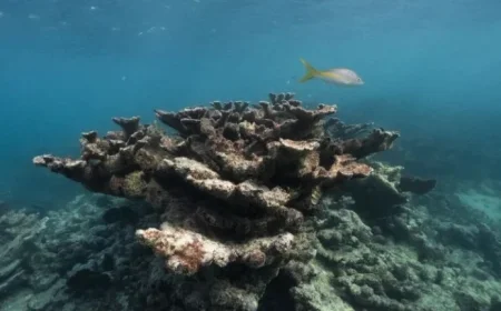 Florida Corals Declared ‘Functionally Extinct’ Amid Record Ocean Temperatures