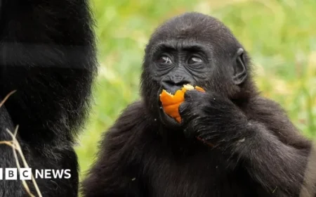 Gorilla Venus Delights in Halloween Pumpkin Fun