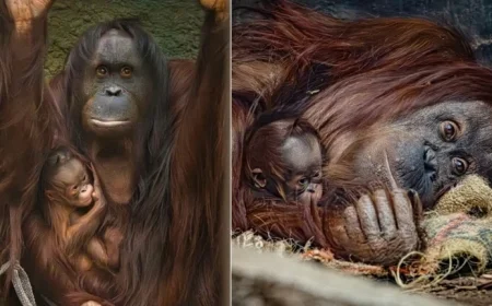 Conservationists Celebrate Birth of Endangered Orangutan
