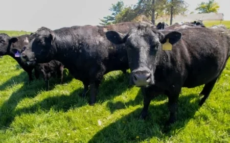 Iowa Farmers Lose Soybean Buyer, Face New Beef Import Challenges