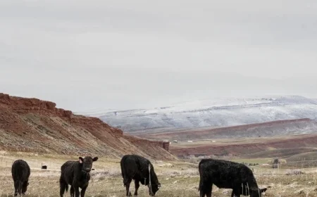 Trump’s Argentine Beef Policy Sparks Concern and Panic