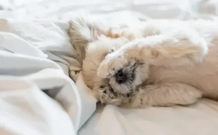 Daylight Saving Time Ends: Clocks Fall Back in November