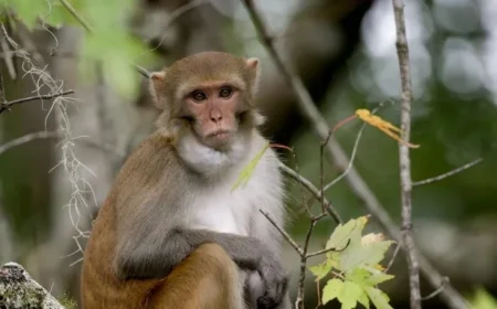 Monkeys Killed by Law Enforcement After Mississippi Truck Accident