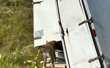 Monkeys Flee After Truck Overturns on Mississippi Highway; 1 Remains Missing