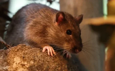 Orkin Ranks Minneapolis Among Top 10 Rattiest U.S. Cities