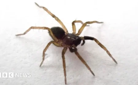 Rare Wolf Spider Found on Isle of Wight After 40 Years