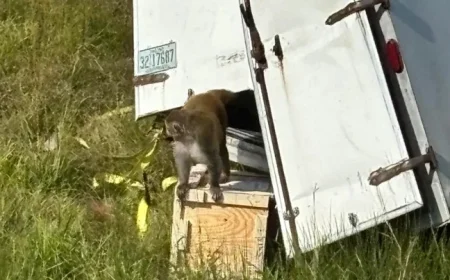 Mississippi Police Euthanize Escaped Monkeys Mistakenly Deemed Dangerous