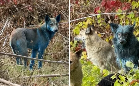 Blue Dogs at Chernobyl: Mystery Solved