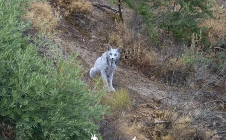 Photographer Captures Rare Leucistic Iberian Lynx for the First Time