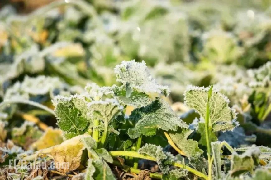Cold Weather Alerts Issued for 9 States Amid Temperature Drop