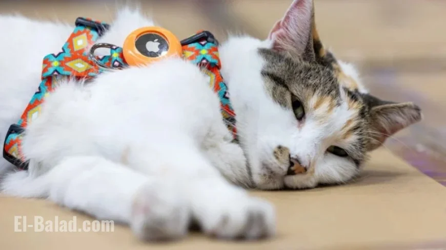 Lost Hitchhiker Cat Reunites with Virginia Store from North Carolina Facility