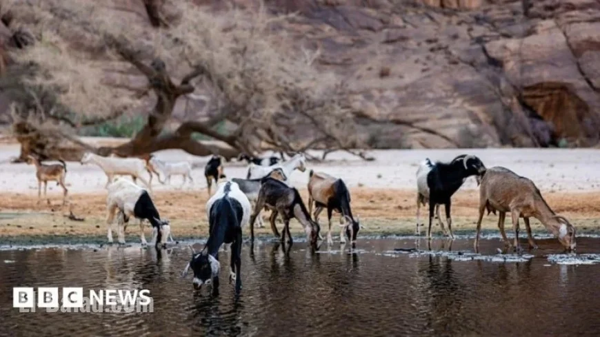 Chad Severs Ties with Wildlife Charity Associated with Prince Harry