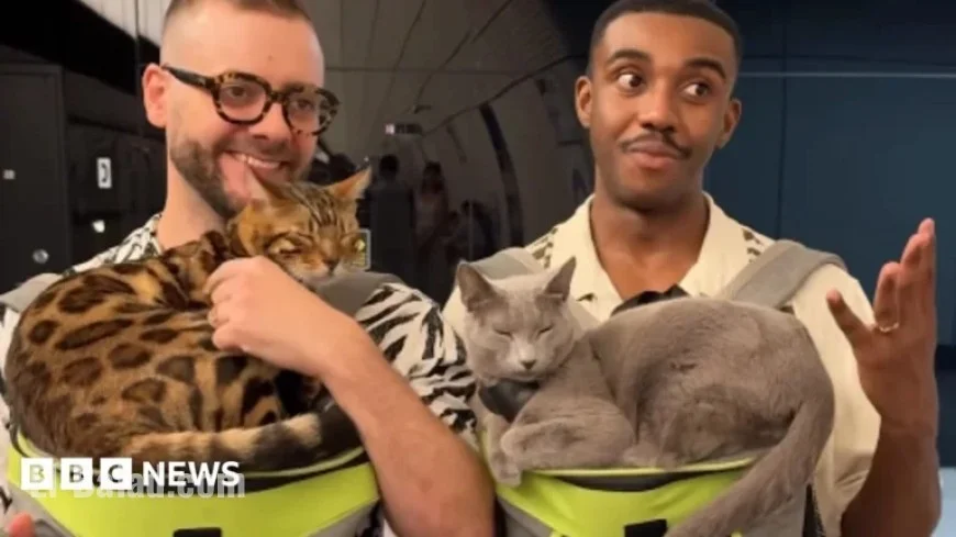 Charity Calls on TfL to Remove Cat Travel Video from London Underground