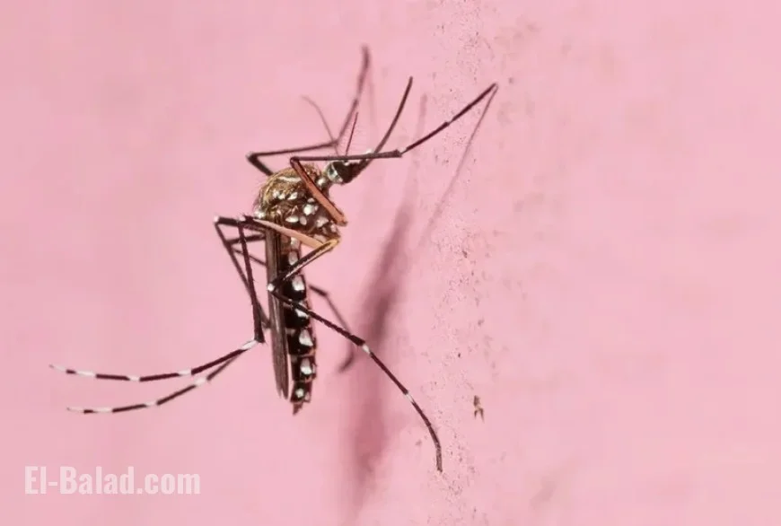 Yellow Fever Mosquito Spreads Across Dry Las Vegas Areas