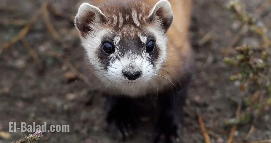 Wildlife Expert Warns: Endangered Ferrets Face Greater Risk Amid Government Shutdown