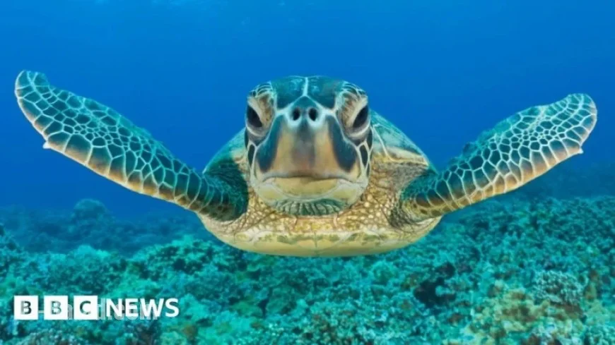 Green Turtle Makes Remarkable Recovery in Conservation Achievement