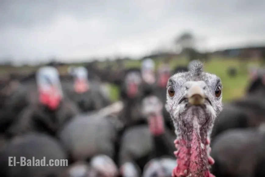Old Farmers Almanac Issues Thanksgiving Weather Warning for Pacific Northwest
