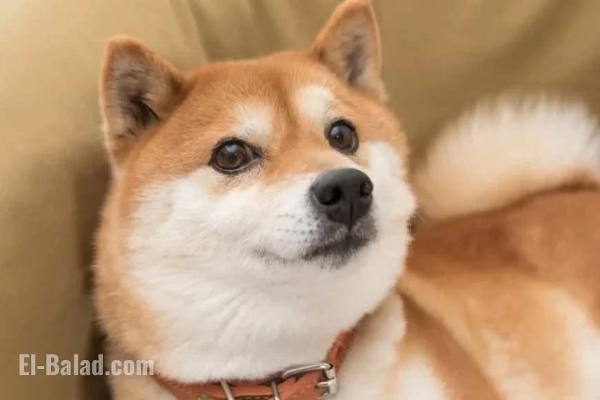Consider Buying Shiba Inu Over Bitcoin: A Thoughtful Investment Choice?