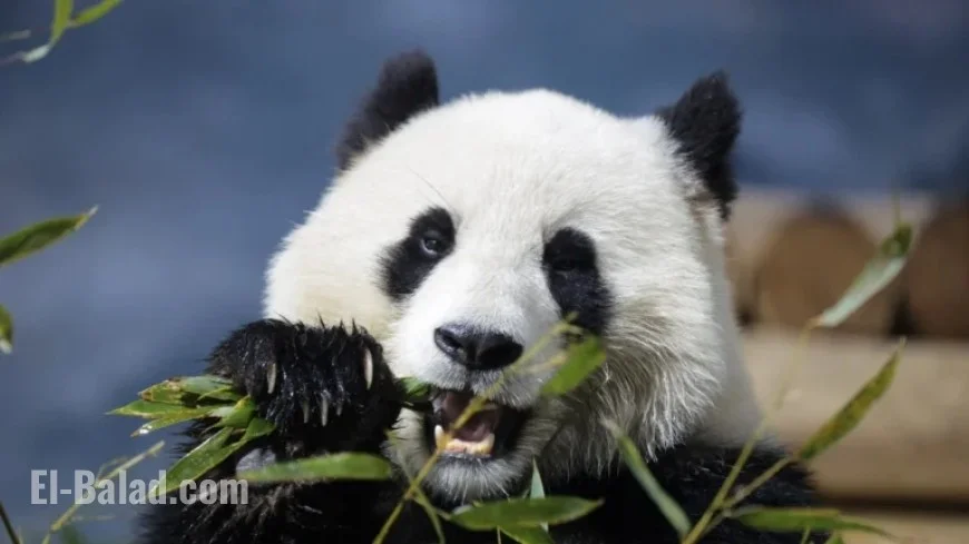Smithsonian Museums and National Zoo Announce Upcoming Closure