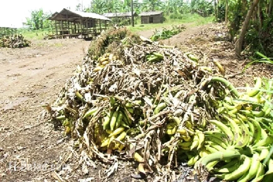 Ghana’s Food Losses Could Sustain Ashanti Region for a Year, Warn Leaders