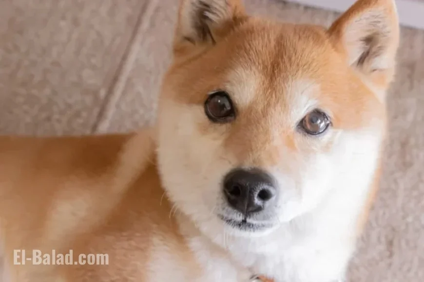 3 Cryptocurrencies Set to Surpass Dogecoin’s Value by 2028
